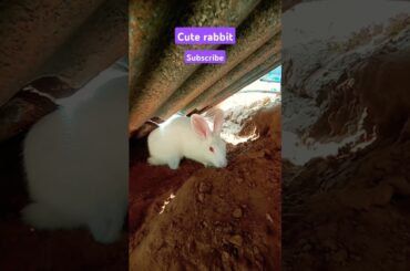 cute rabbit #trending#viral#short #village#smallrabbits#rabbit