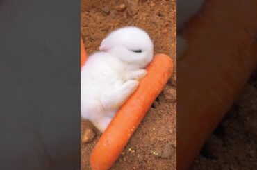 The little rabbit who loves to eat carrots #bunnys #cuteanimal #cute #rabbit #cutepet