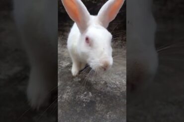 Funny Rabbit video | Khargosh Baby #rabbit #bunny #rabbites #rahamanpetsworld