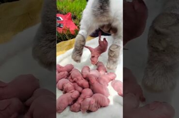 Animal Growth - 3 Baby rabbits Grow up #pets #animals #cute