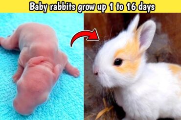 Baby Rabbits Grow Up [ Day 1 - 16 ]