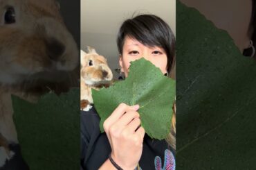 RADAGON THE BUN | Mega leaf monch #cute #bunny #rabbit #shorts