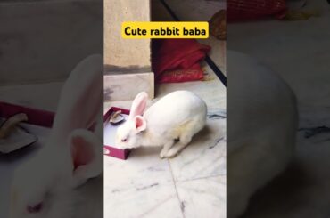 Cute rabbit baba #comedyshorts #khargosh #funny #youtubeshorts #shorts