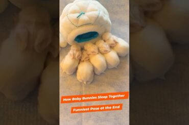 Adorable Baby Bunnies Sleeping Together: Cutest Pose at The End! #baby rabbit #baby animals