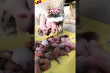 New born bunny is so cute#bunny#trending#youtubeshorts#shorts#short