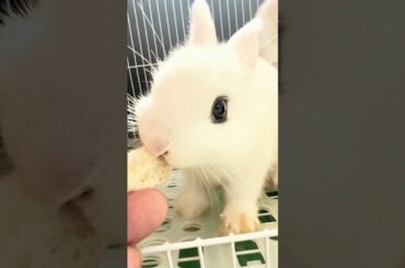 Cute Rabbit eating #shorts #cuterabbit #bunny #cute #pets #petrabbit #animals #cuteanimals #funny