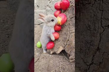 Cute rabbit #cuterabbiteating #cuteanimal #rabbiteatingcarrot #animals #rabbitfood #rabbiteating