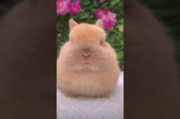 The little rabbits are playing, they are so cute  #bunnys #cuteanimal #cute #rabbit #cutepet #bunny