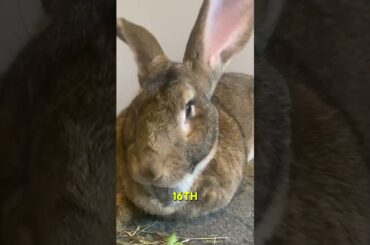 Meet the Giant Bunny as Big as a Dog!