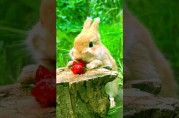 Cute rabbit eating strawberry # 88