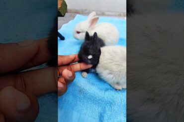 Rabbit growth - Baby animals 1 To 15 Days