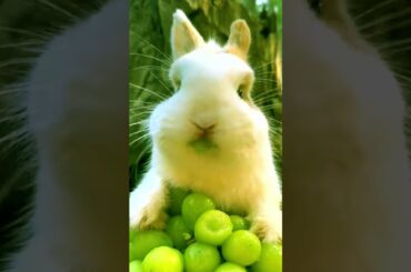 Cute bunny eating grapes # 91