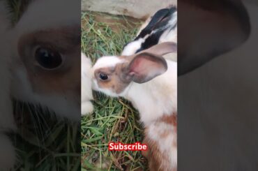 Cute rabbit #viralvideo #shortvideo #animals