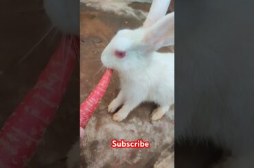 Cute rabbit #viralvideo #shortvideo #animals