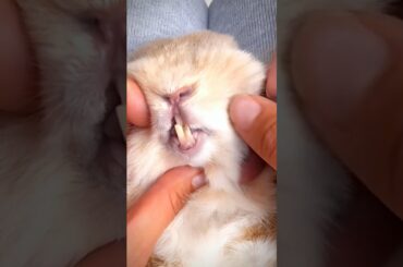 Adorable Bunny's Big Smile! | Cute Bunny with Big Teeth #rabbit #petlover #shorts #ytshorts