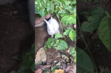Cute rabbit baby| jasmine leaves #shorts #rabbit #bunny