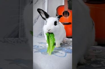 Cute Bunny Alert #cutebunny #bunnylovers #animalslovers #cuteoverload #bunnyanticsbunnycuteness