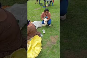 cute rabbit #cuterabbit#dalhousie #khajjiarminiswitzerland #music #rap #lyrics #petrabbit #animals