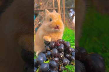 The cute little rabbit is eating grapes #bunnys #cuteanimal #cute #rabbit #cutepet #bunny #pets