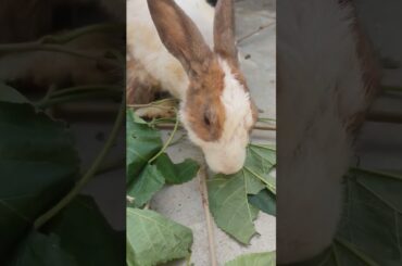 Cute Rabbit eating #viralvideo #lucknowzoo #cuteanimal #trending #shortfeed #rabbiteating #vlog