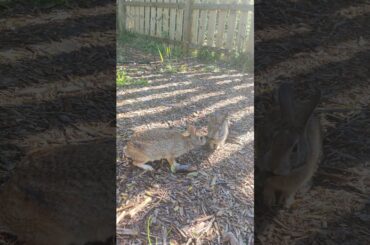 Mama #bunny #babybunny together strong you & me #wildrabbits #mammal #wildlife #rabbit #ytshorts