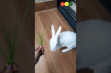 Dekho mummy kya laaye hai betu ke liye | Bunny cute video | Pet short video @RabbitFunCorner