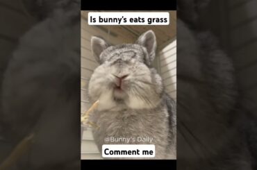 Is bunny eats grass ?#cute #rabbit #eating #pets Cute pet debut plan.