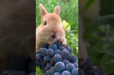 Cute rabbit #cuterabbiteating #rabbiteating #rabbiteatingcarrot #rabbitfood #rabbitdiet #funny #cute
