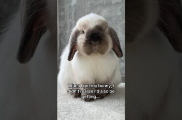 3 things I didn’t expect when I got a bunny