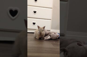 Funny baby bunny playing