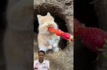 #rabbit #cute #animals #pets #funny #rabit #pet #rabits #petrabbit