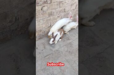 Cute rabbit #viralvideo #shortvideo #animals