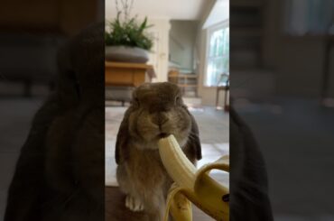 I just did a *deep clean* of the bunny room, so today’s reset is all about cleaning CB!