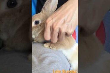 Lele Bunny/ #rabbit #bunny #mammal #cute #smartrabbits #pet #pets #babyanimals #cutebunny