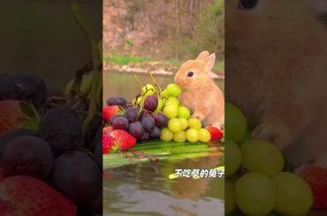 Cute rabbit #cuterabbiteating #rabbiteating #cute #rabbitfood #funny #rabbiteatingcarrot #rabbitdiet