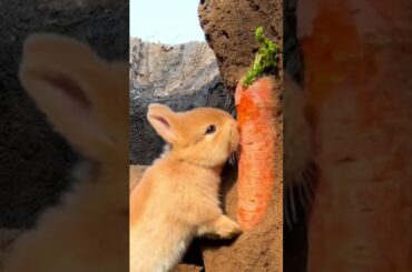 The Country Bunny with a big face eats carrots#funnyvideo #funny #rabbit #cute #cuteanimal #pets