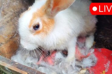 You Won't Believe How This Rabbit Feeds Her Babies!