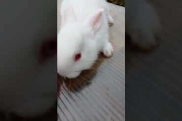 Rabbits Russia. Cautious baby.#rabbitfood #cute #rabbit #animals #bunny #rabbitry #cuteanimals #pets