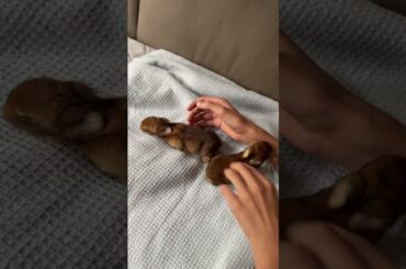Adorable Baby Bunnies #shorts #cute #baby #bunny #asmr #animals