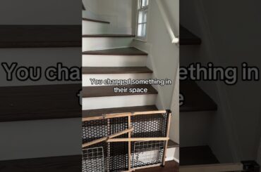 Reasons why your rabbit is peeing outside their litter box