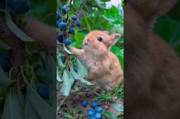 #cuteanimals #animaisfofos #babyanimals #pets #fruits #coelho #cute #bunny #rabbit #short #shorts