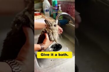 Cute baby rabbit #rabbit #animalshorts #babyrabbit