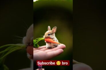 cute baby rabbit short video... #animals #rabbit
