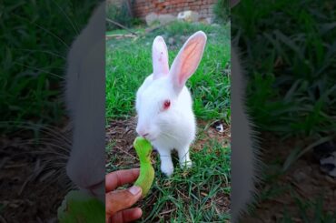 Cute bunny shorts video #rabbit #bunny #animals #pet #funnyanimal #cat #dog #shorts #ytshorts