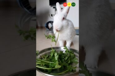 Khana dekh kar bahut bhukh lag gayi | Bunny shorts | pet short video #petlover #shorts  #rabbit