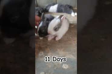 Cute Baby Bunny #viralvideo #lucknowzoo #rabbiteating #trending #cuteanimal #shortfeed #cutepet #vlo