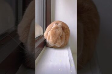 The cute moments of little bunnies #cuteanimal #rabbit #cute #bunny #cutepet