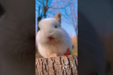 Cute little bunny who loves cleanliness #cuteanimal #bunny #rabbit #cutepet #cute #cuterabbit #pets