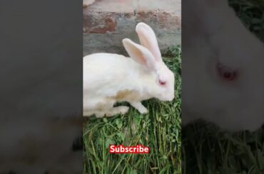 Cute rabbit #viralvideo #shortvideo #animals