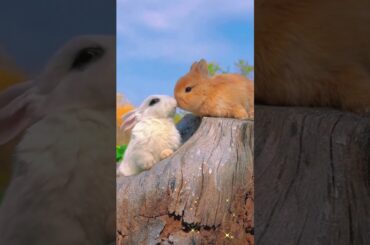 Two adorable little rabbits that are intimately connected #bunnys #cuteanimal #bunny #rabbit #cute